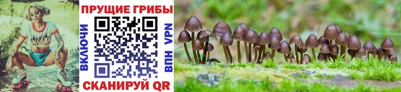 Галлюциногенные грибы мухоморы Сычёвка